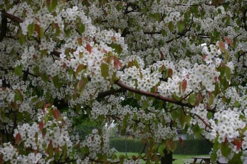 Расстояние между грушами для опыления. 7 правил выбора опылителя