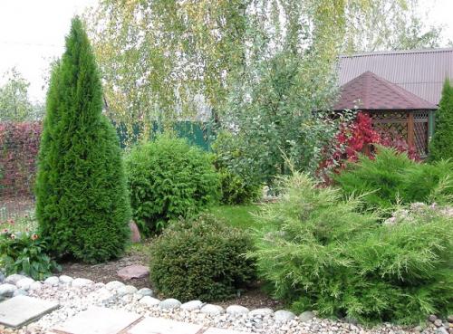 Туя западная Смарагд. Лучшие сорта туи западной Смарагд для создания топиариев