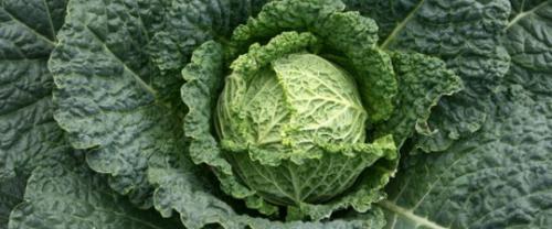 Когда капуста появилась в россии. История появления капусты на Руси. 03