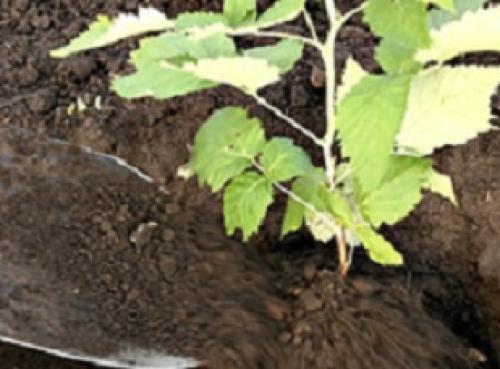 Можно ли сажать вместе красную и желтую малину. Вместе или поодиночке? 01