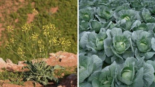 Дикий томат. Как выглядят всем известные овощи и фрукты в дикой природе