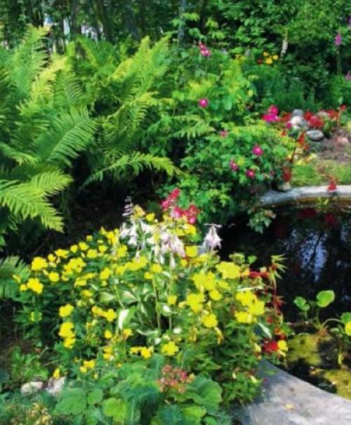 Папоротник зимостойкий. Папоротники. Реликтовые растения в вашем саду