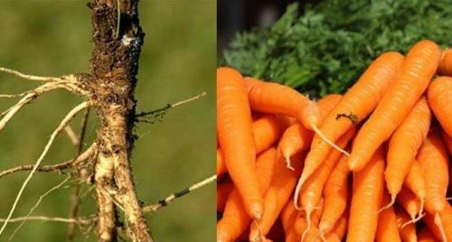 Дикий томат. Как выглядят всем известные овощи и фрукты в дикой природе