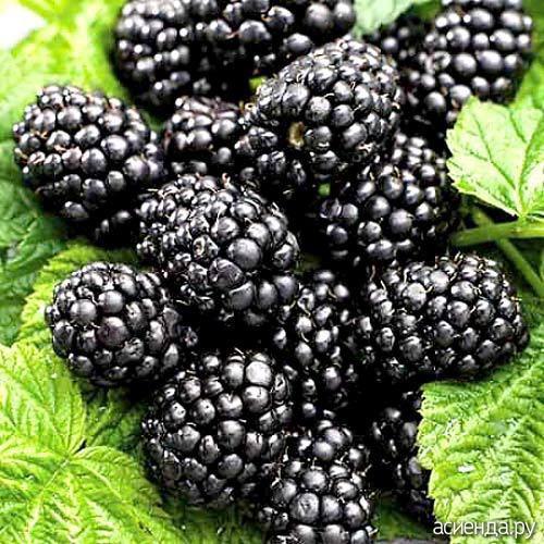 С чем рядом сажать ежемалину. Ручки заказали, а куда и как высаживать - голова не подумала. Ежемалина и ежевика.