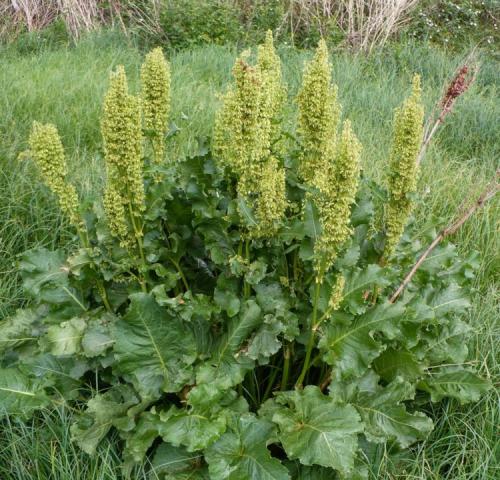 Конский щавель, как избавиться. Свойства культуры 03