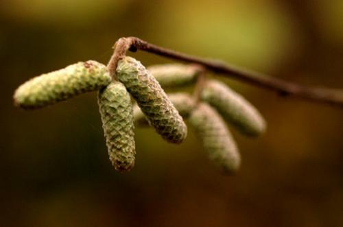 Орешник в ленинградской области. Ботаническая характеристика лещины 04
