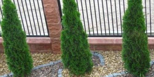 Туя западная Брабант. Живая изгородь из туи Брабант