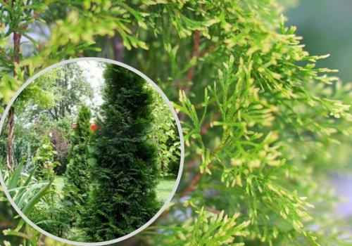 Туя западная Смарагд. Лучшие сорта туи западной Смарагд для создания топиариев