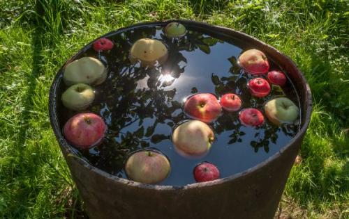 Полив перцев во время созревания. Правила полива перца в теплице и в открытом грунте