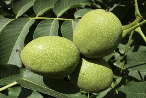 Что делать с зелеными грецкими орехами. Грецкие орехи молочные