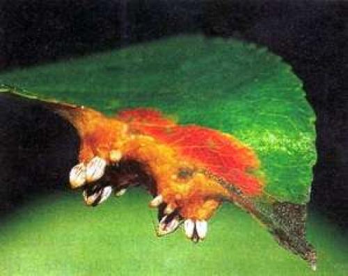 Можжевельник уход на зиму. Правильный уход за можжевельником