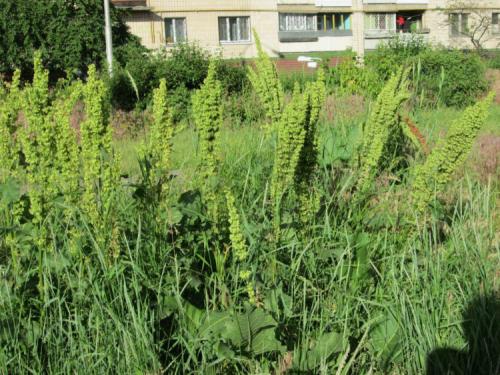 Конский щавель, как избавиться. Свойства культуры 04