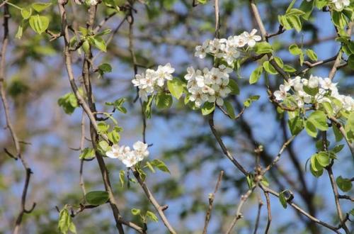 Расстояние между грушами для опыления. 7 правил выбора опылителя