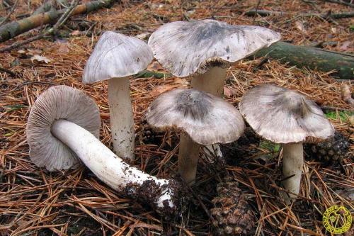 Фиолетовые рядовки, как готовить. Рядовка фиолетовая, как готовить. Рецепты заготовок рядовки фиолетовой на зиму 11