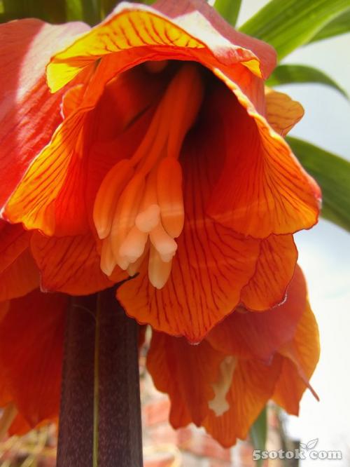 Нужно ли каждый год выкапывать рябчики. Нужно ли рябчики выкапывать каждый год 04