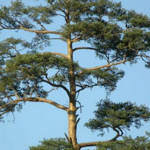 Сосна кедровая европейская pinus cembra. Сосна кедровая европейская, кедр европейский (Pinus cembra) 06
