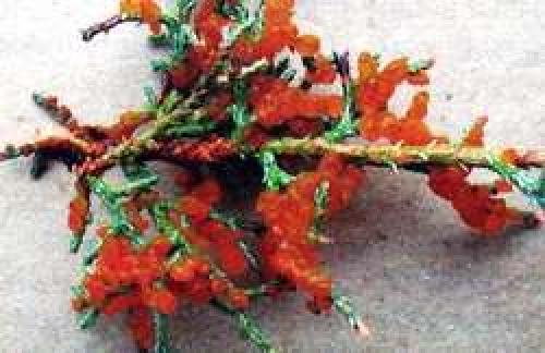 Можжевельник уход на зиму. Правильный уход за можжевельником