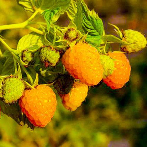 Можно ли сажать вместе красную и желтую малину. Вместе или поодиночке? 15