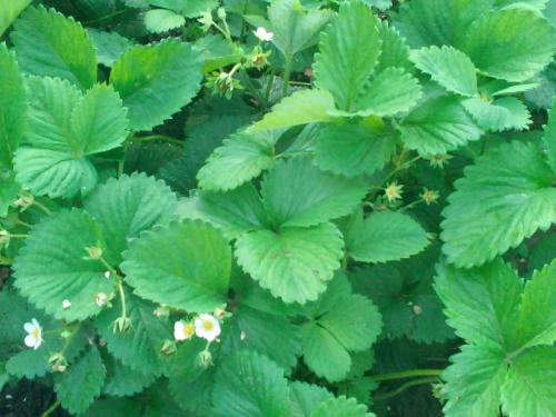 Нужно ли поливать клубнику во время цветения. Как часто надо поливать клубнику во время цветения и созревания ягод?