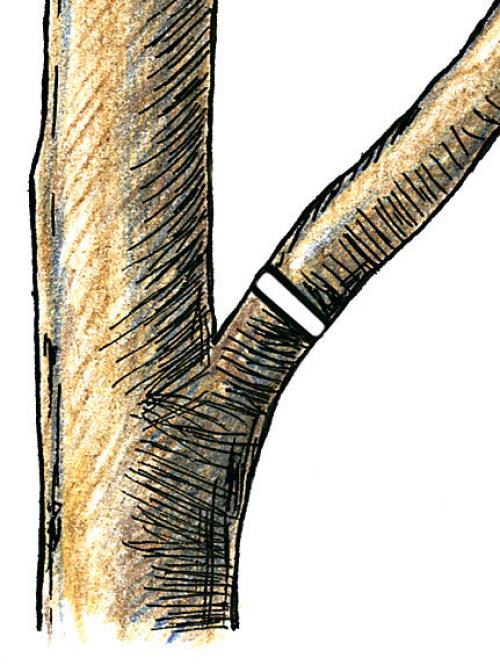 Яблоня на, какой год плодоносит. На, какой год плодоносит яблоня после посадки: сроки 04