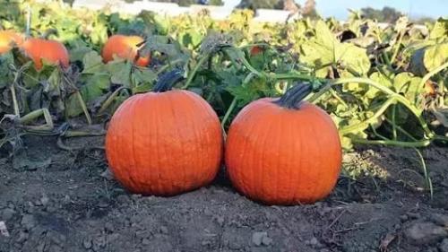 Как определить спелость тыквы. Как понять, что тыква созрела? И, как ускорить ее созревание!