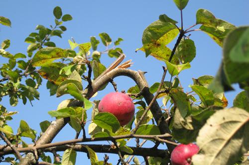 Чем замазать сломанное дерево. Без облома. Как вылечить дерево при повреждении