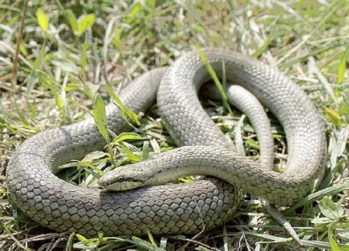 Медянка. Особенности и среда обитания медянки