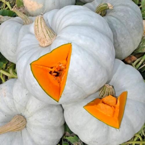 Сорта тыквы. Крупноплодная тыква