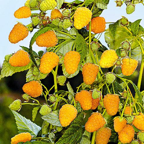 Можно ли сажать вместе красную и желтую малину. Вместе или поодиночке? 12