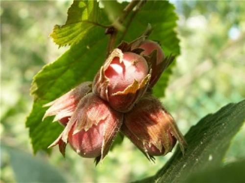 Орешник в ленинградской области. Ботаническая характеристика лещины 01