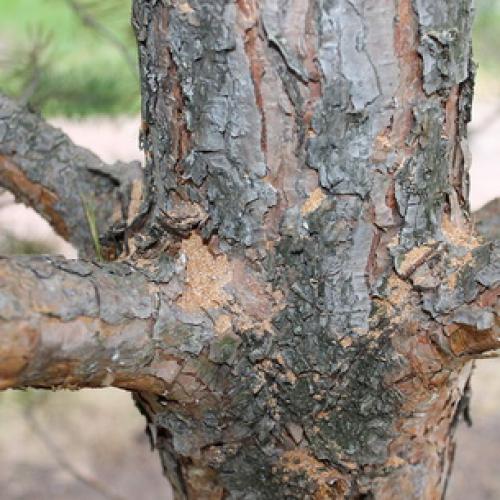 Сосна кедровая европейская pinus cembra. Сосна кедровая европейская, кедр европейский (Pinus cembra) 04