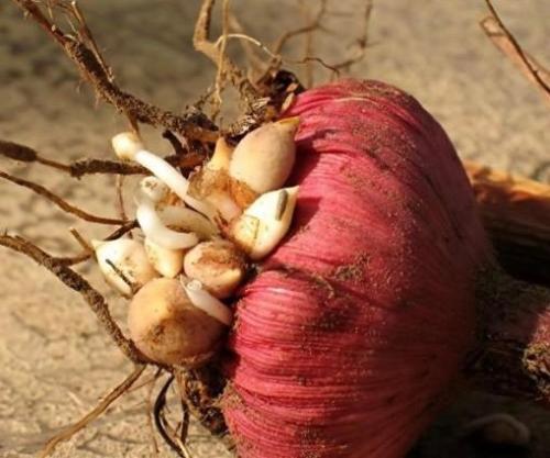 Переопыляются ли гладиолусы разных сортов. Гладиолусы вырождаются и переопыляются. Причины и способы борьбы