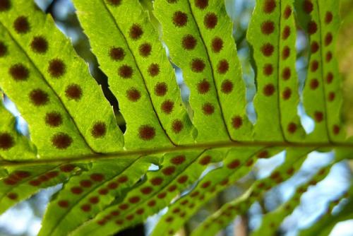 Нужно ли укрывать папоротник на зиму. Как посадить растение и ухаживать за ним