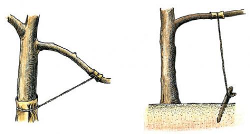 Яблоня на, какой год плодоносит. На, какой год плодоносит яблоня после посадки: сроки 05