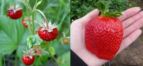 Дикий томат. Как выглядят всем известные овощи и фрукты в дикой природе