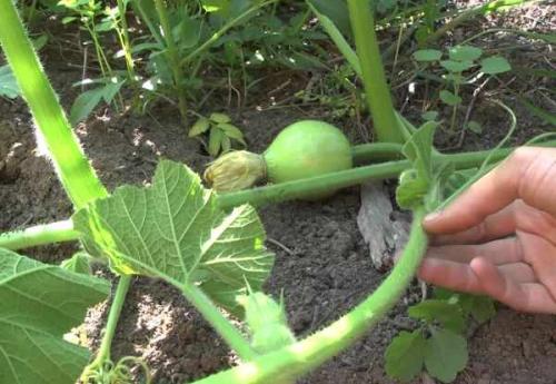 Когда снимать тыкву в подмосковье в открытом грунте. От чего зависит уборка тыквы 15
