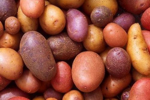 Красный картофель для чего. Полезные свойства красного картофеля, замедляющего процессы старения