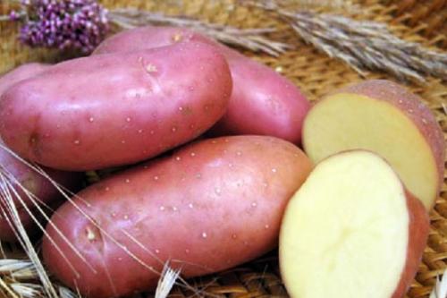 Красный картофель для чего. Полезные свойства красного картофеля, замедляющего процессы старения