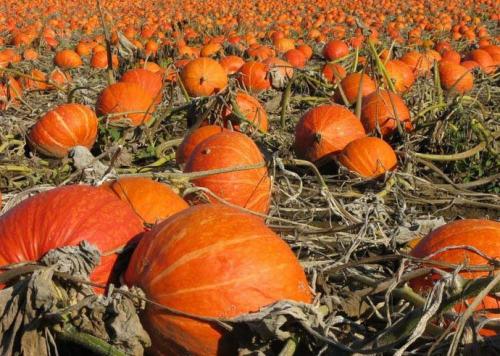 Тыква конфетка. Тыква «Конфетка»: особенности сорта