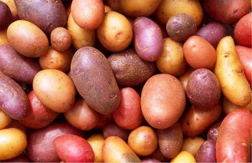 Какой картофель на вкус. От чего зависит вкус картошки и что на него влияет