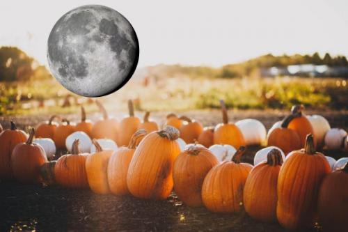 Когда сажать тыкву на рассаду 2020. Когда сажать тыкву семенами в открытый грунт, в каком месяце