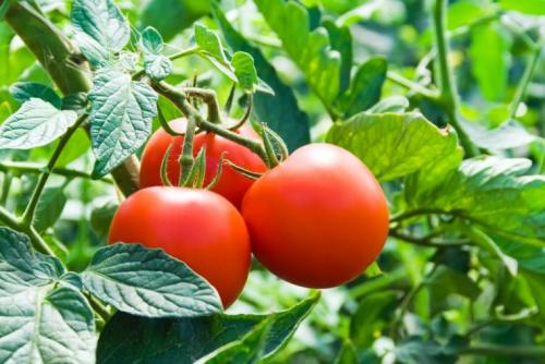Как правильно взять семена помидоров. 8 правил, как собрать семена помидоров на рассаду 01