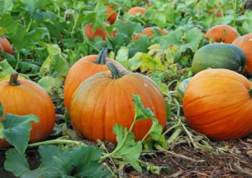 Тыква конфетка. Тыква «Конфетка»: особенности сорта