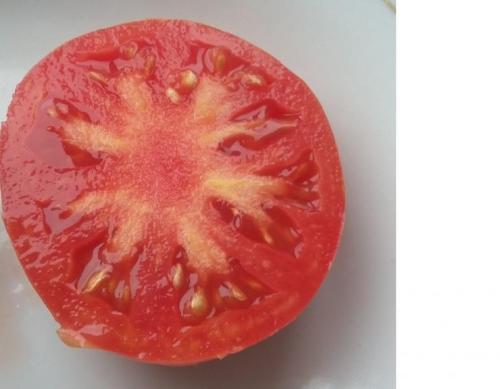 Как правильно взять семена помидоров. 8 правил, как собрать семена помидоров на рассаду 02