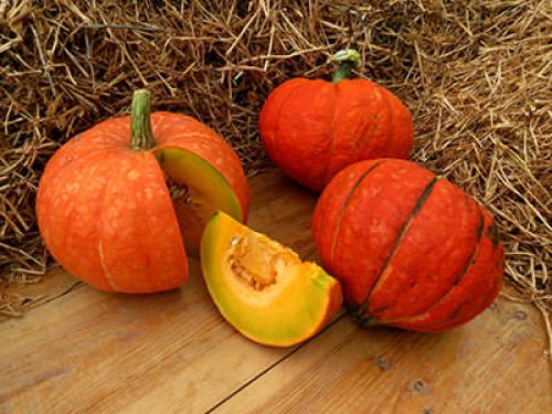 Тыква конфетка. Тыква «Конфетка»: особенности сорта