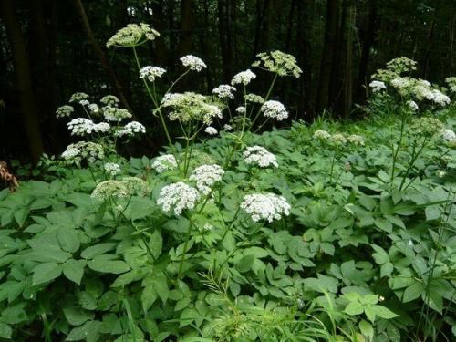 Как я победила сныть. Как опознать сныть