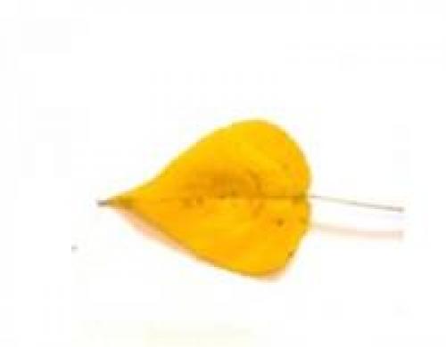 Какое дерево желтеет осенью первым 03