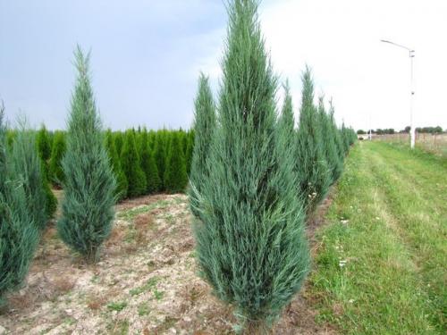Можжевельник на зиму укрывать. Зачем укрывать можжевельник на зиму 06