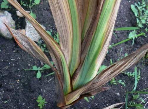 Почему сохнут цветы у гладиолусов. Болезни