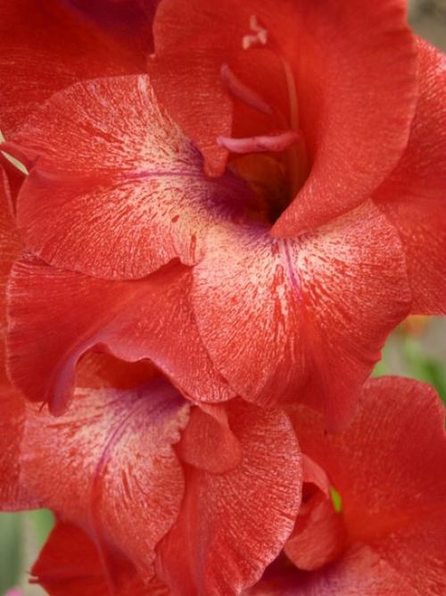 Распустились все бутоны у гладиолусов. Советы и вопросы